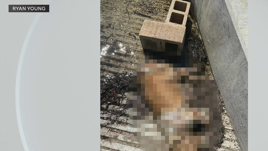 Miami police investigate after dog found dead underwater, tied to cinder blocks off Coconut Grove — CBS Miami, Hillsborough Government news