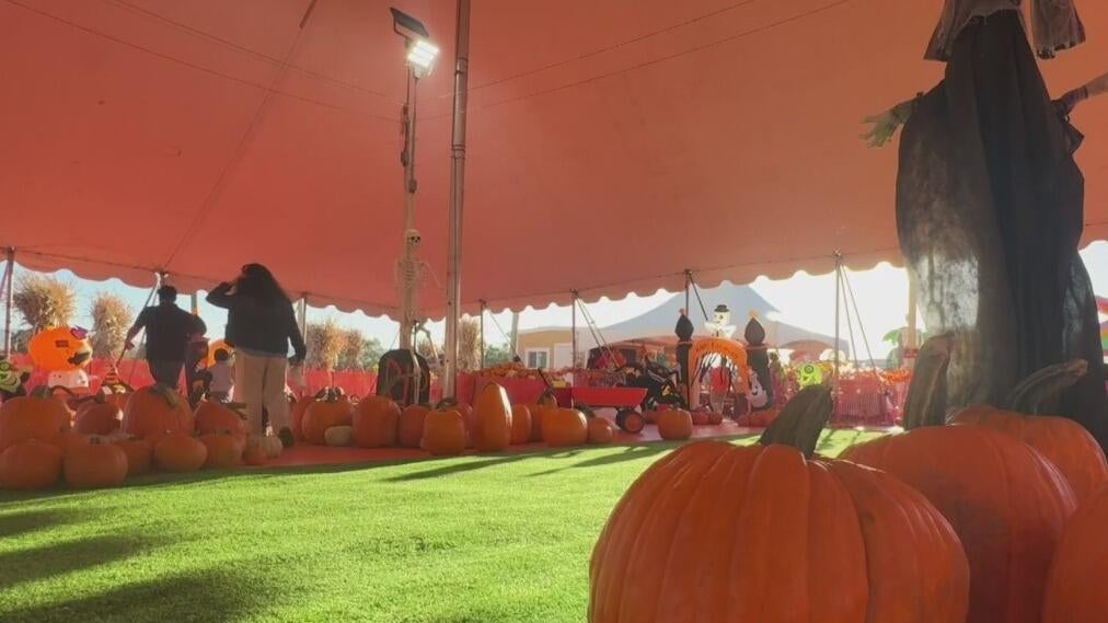 Bay Area families ready to enjoy fall activities welcome weather cooldown — CBS Bay Area (KPIX), Hillsborough Arts news