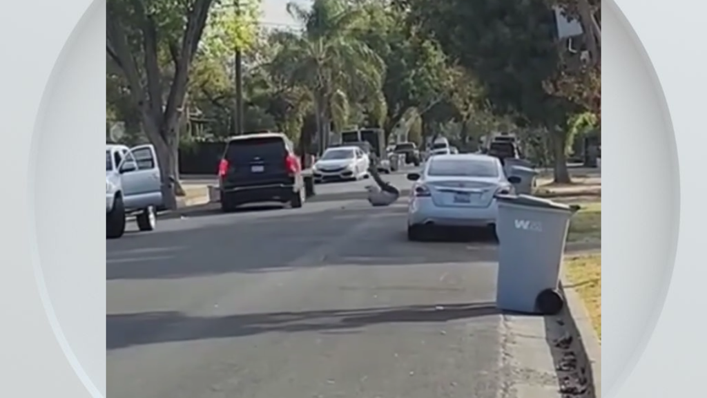 Federal immigration vehicle hits pedestrian in Woodland, police say — CBS Bay Area (KPIX), Hillsborough Health news