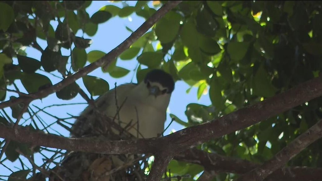 Oakland's official bird among those threatened with removal of downtown trees for housing complex — CBS Bay Area (KPIX), Hillsborough Real Estate news