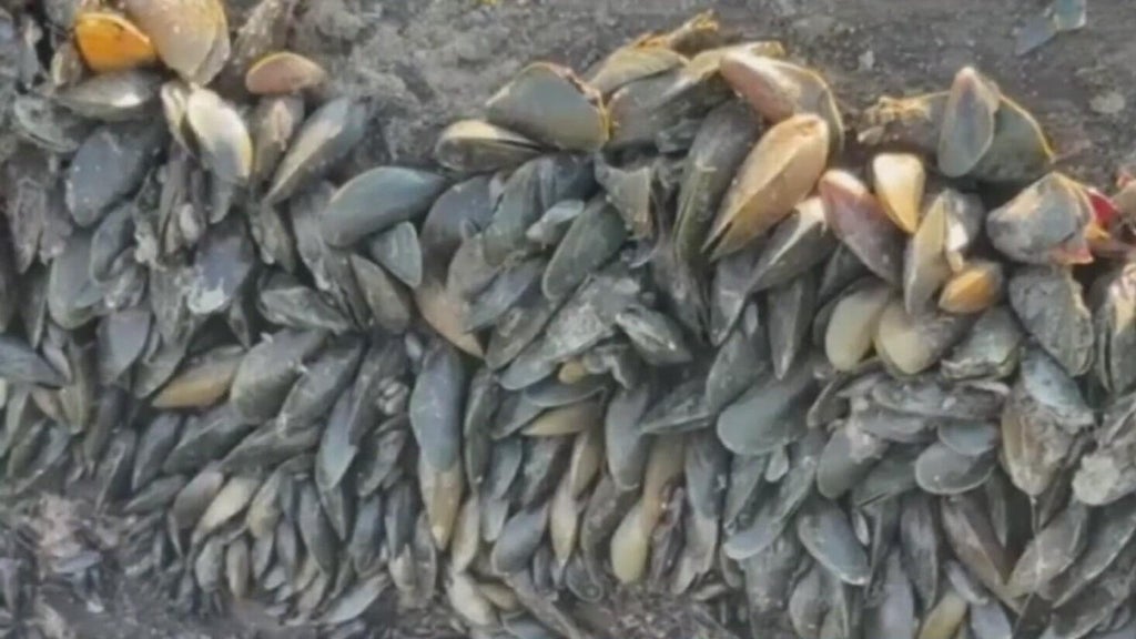California's golden mussel invasion sparks increased concerns from Stockton-area leaders — Hillsborough Government news