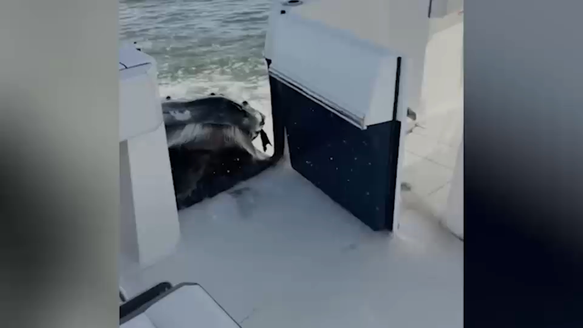 Video captures humpback whale crashing into boat off Long Island
       — ABC 7 Bay Area, Hillsborough Community news