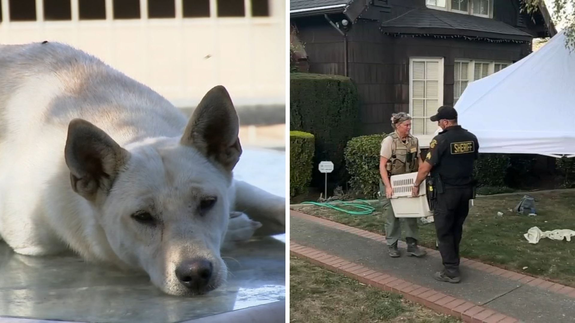 44 dogs removed from Vallejo 'hoarder' home linked to convicted breeder in animal cruelty case
       — ABC 7 Bay Area, Hillsborough Real Estate news