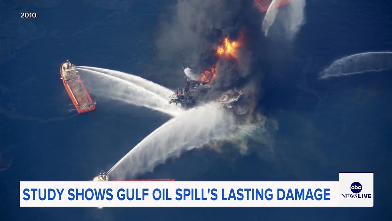 Marine life dramatically declined in Gulf of Mexico in years after BP oil spill, study finds

       — ABC 7 Bay Area, Hillsborough Community news