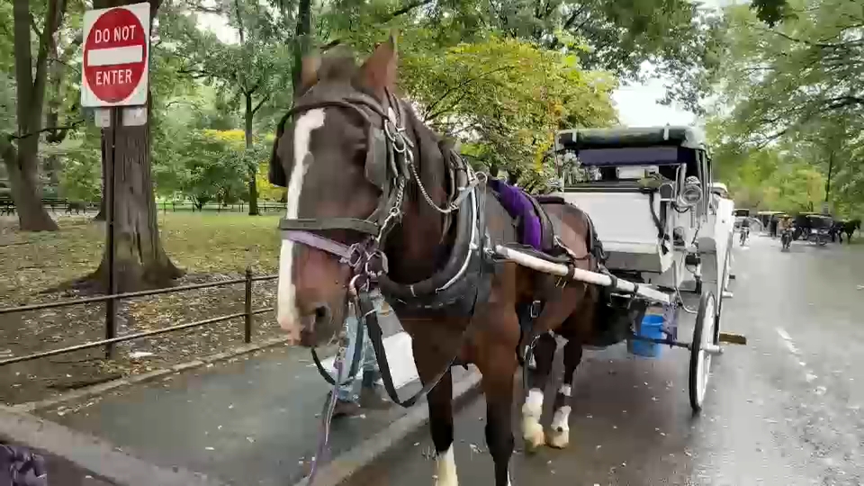 New York City Council passes law to phase out horse-drawn carriages by 2028
       — ABC 7 Bay Area, Hillsborough Government news