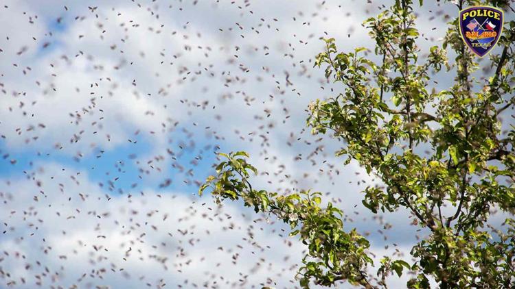 Three Del Rio officers stung while rescuing man attacked by bees during yard work — KENS 5 (San Antonio), Hillsborough Health news