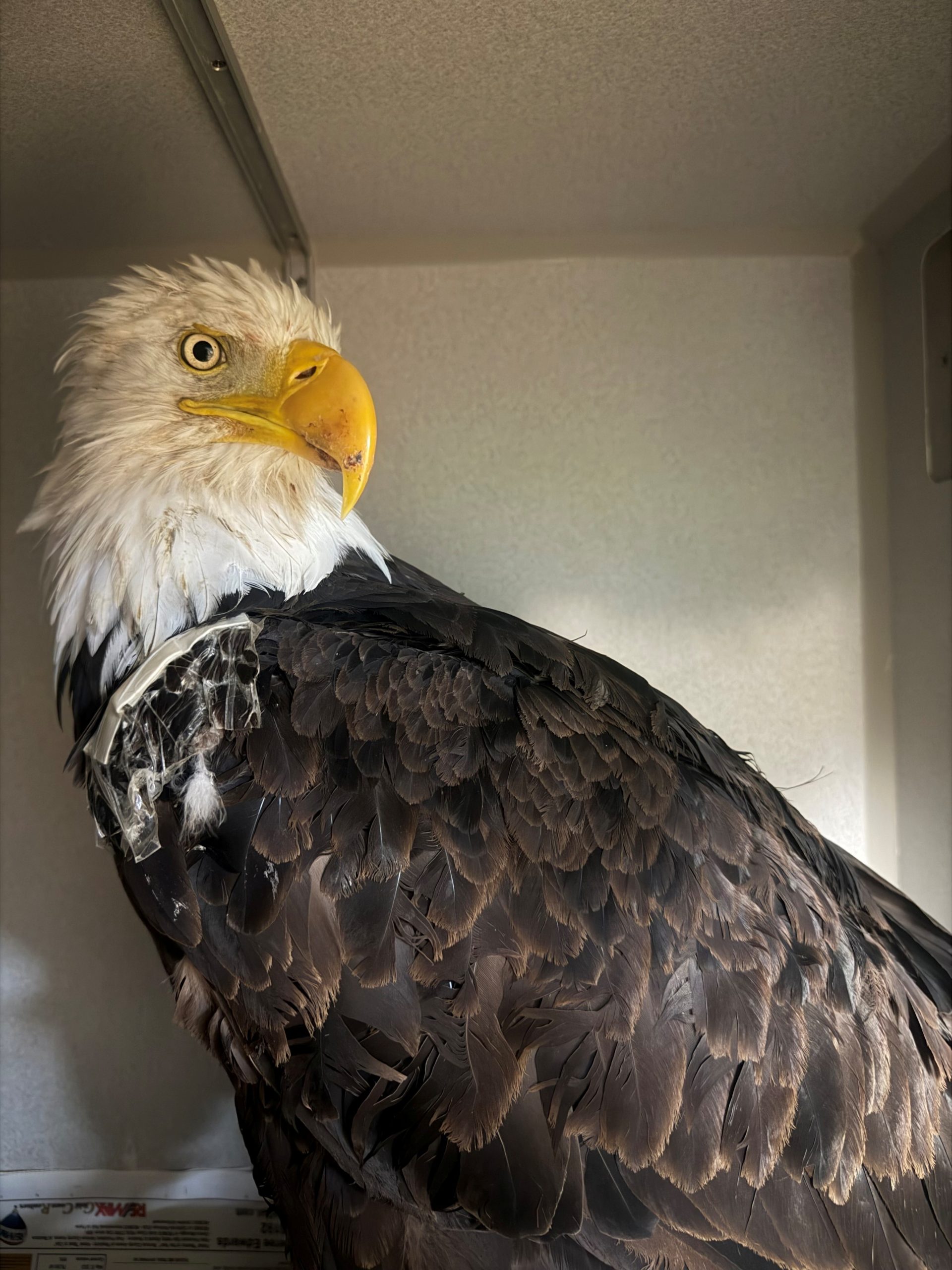 Necropsy for Jackie the beloved bald eagle reveals new information — KTVU FOX 2 Bay Area, Hillsborough Community news