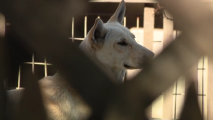 Dozens of dogs taken from Vallejo home amid animal cruelty investigation — KTVU FOX 2 Bay Area