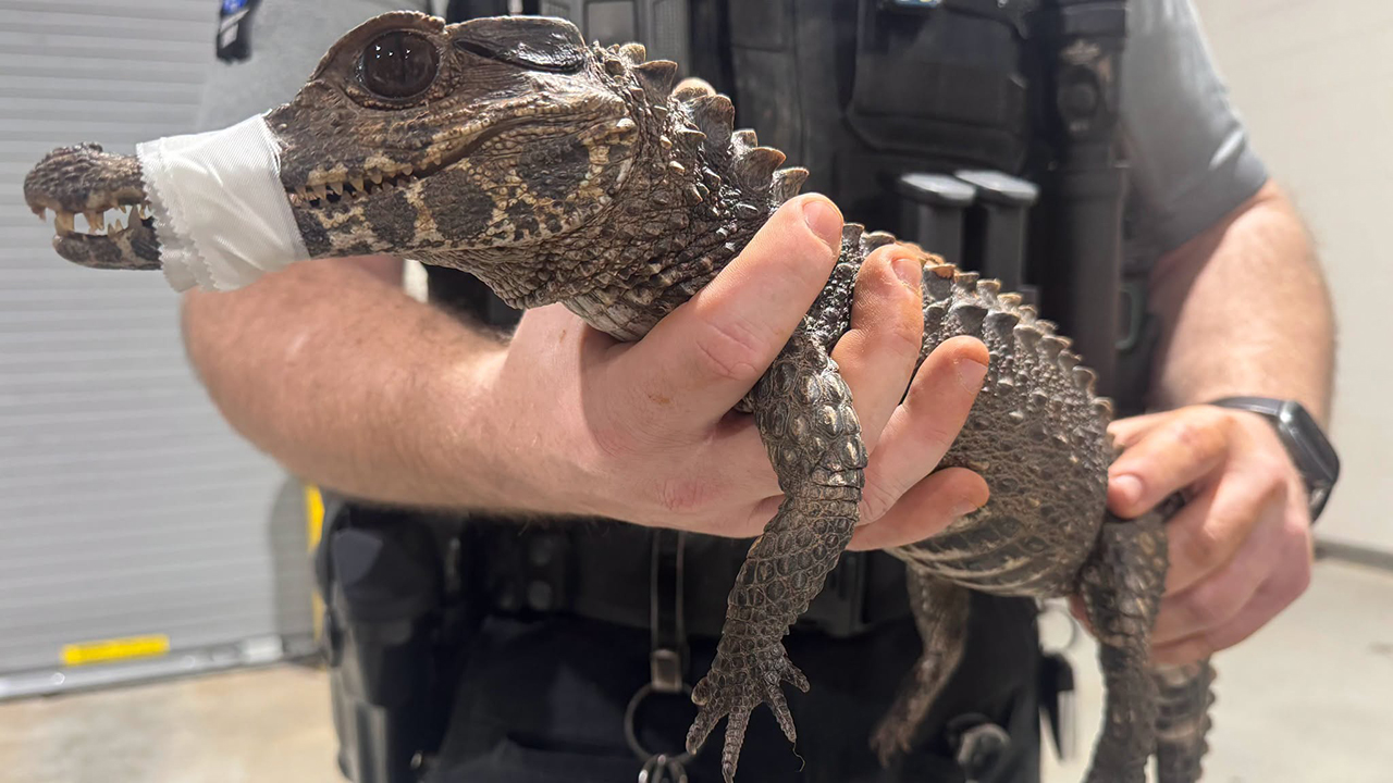 Watch: Deputies in Oklahoma capture escaped caiman after months on the loose — KTVU FOX 2 Bay Area, Hillsborough Community news