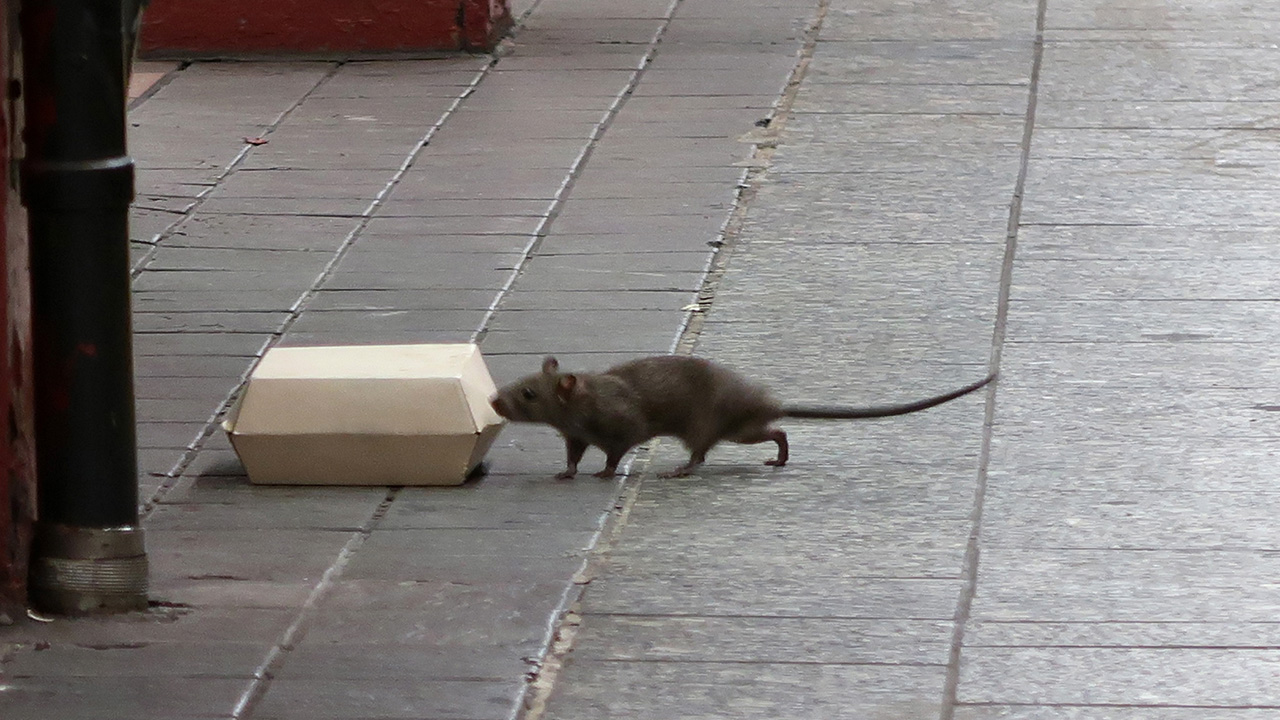 Rats and mice are the worst in these U.S. cities, new ranking finds — KTVU FOX 2 Bay Area, Hillsborough Business news